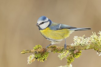 Blue tit (Parus caeruleus), sitting on a branch overgrown with moss and lichen, Wildlife, Animals,