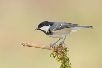 Fir tit (Periparus ater), sitting on a branch covered with moss, wildlife, animals, birds, tits,
