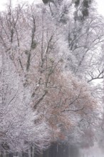 Snow-covered trees, winter, Germany