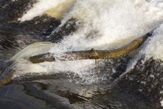 Driftwood log jammed on hydraulic jumps at base of water diversion dam on Des Mille-Iles RIver in