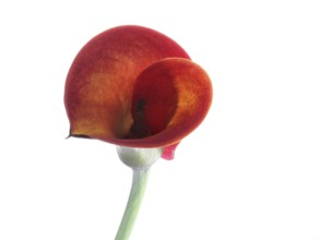Pink Calla, Rehmann Calla (Zantedeschia rehmannii)