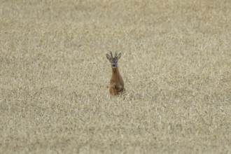 Roe deer (Capreolus capreolus) adult animal male roebuck running in a farmland wheat field in
