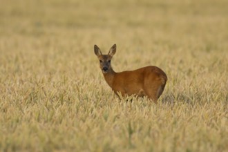 Roe deer (Capreolus capreolus) adult animal female doe in a farmland wheat field in summer,