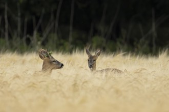 Roe deer (Capreolus capreolus) adult male roebuck and female doe two animals in a farmland barley