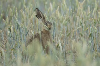 European brown hare (Lepus europaeus) adult animal feeding on a wheat sheath in a farmland field in