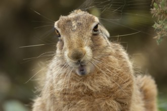 European brown hare (Lepus europaeus) adult animal head portrait, England, United Kingdom
