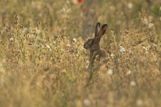 European brown hare (Lepus europaeus) adult animal amongst wildflowers in a farmland field in