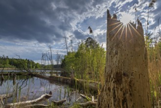 Schweingartensee in spring, lake in the Serrahn Hills, Serrahner Berge, Mecklenburgische Seenplatte