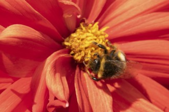 Buff tailed bumble bee (Bombus terrestris) adult insect feeding on garden Dahlia flower in the