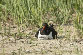 Eurasian oystercatcher (Haematopus ostralegus) adult wading bird seemingly adopted a Pied avocet