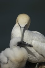 Northern gannet (Morus bassanus) adult parent bird and juvenile baby chick seabirds on a nest on a