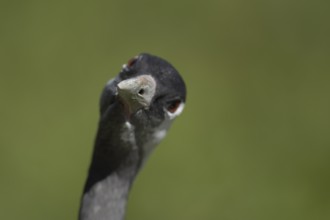 Common crane (Grus grus) adult bird head portrait, England, United Kingdom