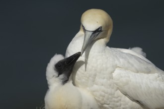 Northern gannet (Morus bassanus) adult parent bird and juvenile baby chick seabirds on a nest on a