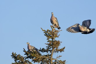 Wood pigeon (Columba palumbus) attacking an intruder, confrontation, courtship behaviour, aerial