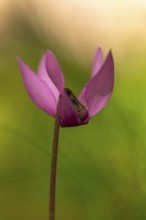 Delicate cyclamen blossom in Bad Reichenhall. Close-up of flowers on hiking trail in the Alps