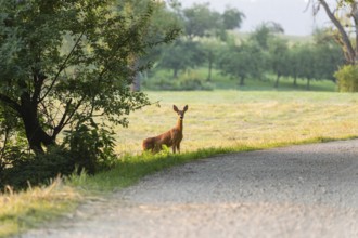 Deer and fawn cross the forest trail at sunset