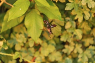 Stag beetle hovers in the trees of the Voralb at sunset