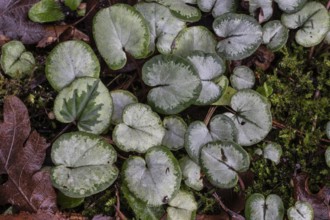 Early spring cyclamen (Cyclamen coum), Emsland, Lower Saxony, Germany