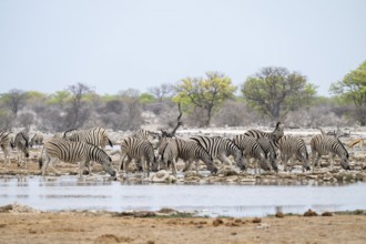 Herd of plains zebra (Equus quagga) at a waterhole, Etosha National Park, Namibia