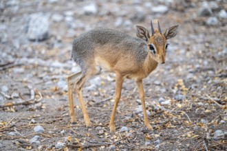 Damara dik-dik or kirk dik-dik (Madoqua kirkii), adult animal in the undergrowth, Etosha National