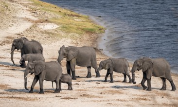 Herd of African elephants (Loxodonta africana), Ihaha, Chobe National Park, Botswana