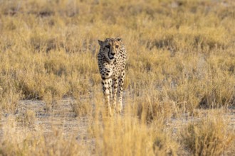Cheetah (Acinonyx jubatus) running in dry savannah, Etosha National Park, Namibia