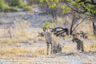 Two cheetahs (Acinonyx jubatus) in dry savannah, Etosha National Park, Namibia