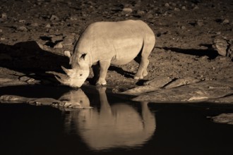 Night shot, black rhino (Diceros bicornis), Okaukuejo waterhole, Etosha National Park, Namibia