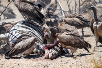 White-backed vulture (Gyps africanus) with bloody head sitting on the head of a dead plains zebra