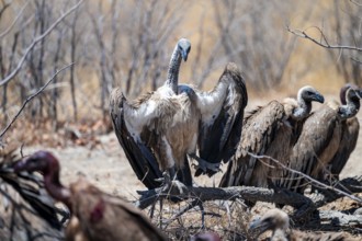 Many white-backed vultures (Gyps africanus), vultures feeding on carcasses, Etosha National Park,