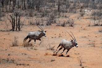 Two gemsbok (Oryx gazella) running, Etosha National Park, Namibia