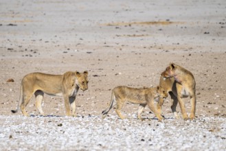 Lioness (Panthera leo) with cubs, Etosha National Park, Namibia