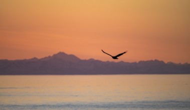 Bald eagle (Haliaeetus leucocephalus) flying in front of mountain silhouettes of the Aleutian