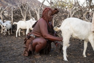 Himba woman milking a goat, traditional Himba village, Kaokoveld, Kunene, Namibia