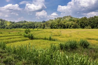 Wide green fields under a blue sky with clouds surrounded by forests, green rice paddies in the