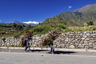 Two people carry wood in a picturesque mountain landscape along a stone-walled road, two Peruvian