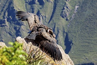 Condors with outstretched wings on a rock in front of a green mountain landscape, The Andean condor
