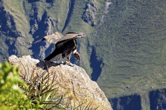 A condor spreads its wings on a rock in a green mountain landscape, The Andean condor (Vultur