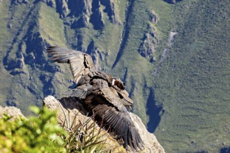 Condors on rocks with outstretched wings in front of green mountains, The Andean condor (Vultur