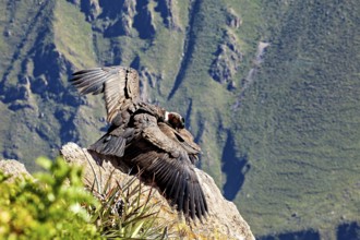 Two condors on rocks with folded wings in front of a mountain backdrop, The Andean condor (Vultur