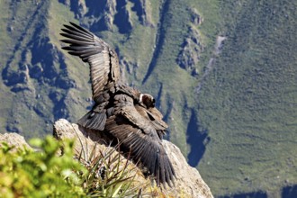 Close-up of condors with wings on rocks against a green background, The Andean condor (Vultur
