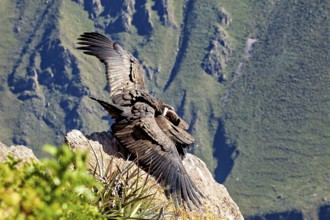 Two condors on rocks with wings moving in front of the mountain landscape, The Andean condor