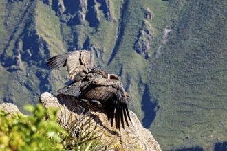 Condors on rocks with outstretched wings in front of a mountain landscape, The Andean condor