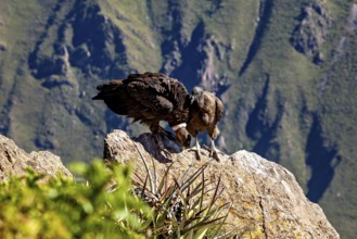 Condors on rocks in a mountainous environment with green plants in the foreground, The Andean