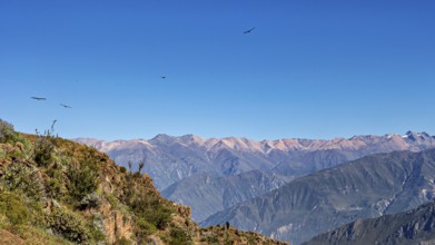 A vast mountain landscape with condors flying high in the blue sky, The Andean condor (Vultur