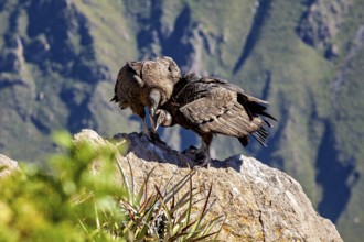 A pair of condors shows proximity on a rock in a natural environment, The Andean condor (Vultur