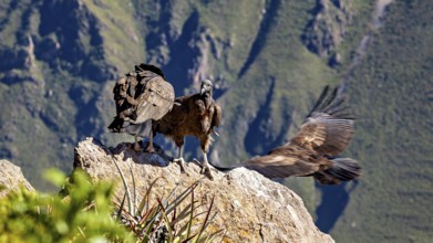 Two condors over rocks in a mountain landscape with outstretched wings, The Andean condor (Vultur