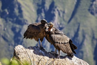Two condors standing close together on a rock in the middle of a mountain backdrop, The Andean