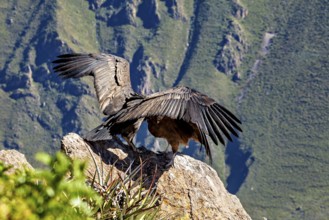 Condors with outspread wings on a rock in front of a mountain background, The Andean Condor (Vultur