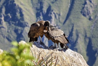 A pair of condors standing closely together on a rock in front of a mountain landscape, The Andean